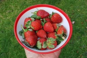 The Best Sources of Plant-Based Protein and How to Include Them Daily